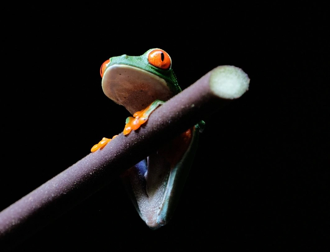 Den rødøjede, grønne frø er helt unik og bare en af flere slags meget farverige frøer i Costa Rica.