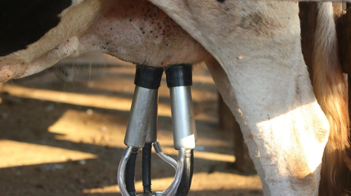 Ifølge Seges Innovation falder mælkeprisen i 2026, mens svinekødspriser ventes at stige. Bytteforholdet svækkes ifølge analysen efter et stærkt 2025. Foto: Pexels