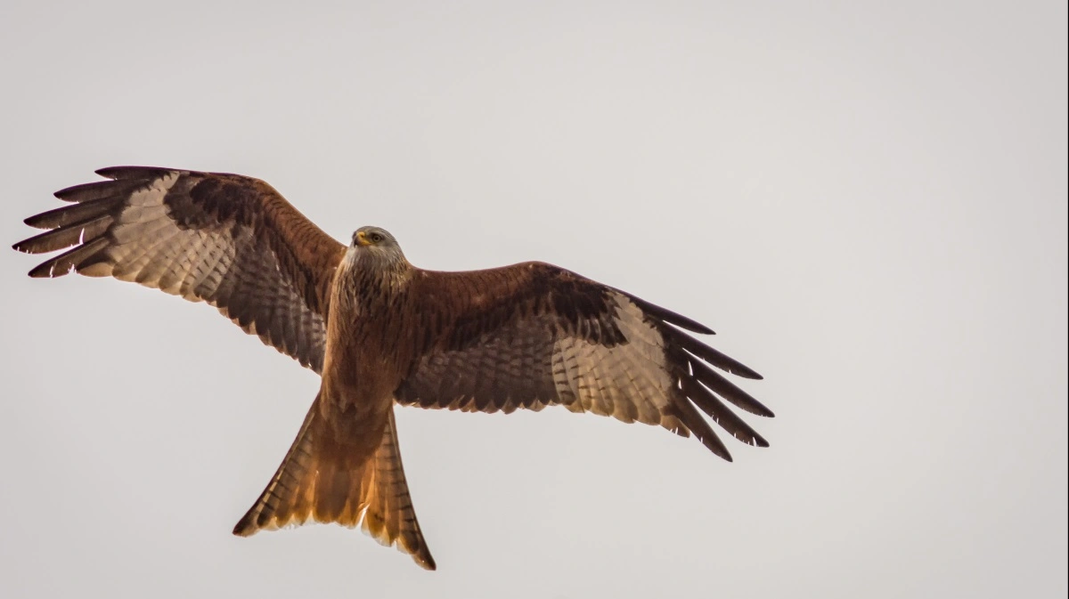 Med et vingefang på op til omkring 1,5 meter er den røde glente en af de mest elegante rovfugle i det danske landskab. Arkivfoto

