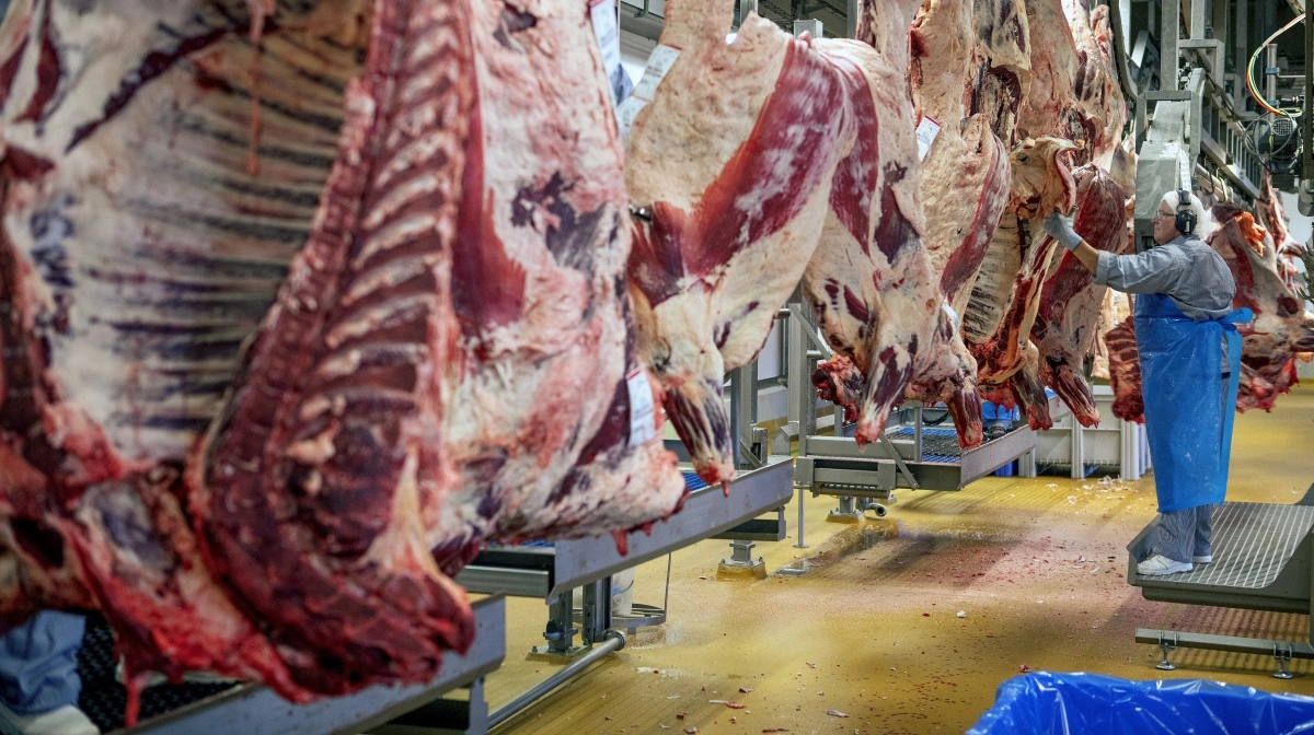 Kreaturpriserne er stabile trods pres fra købere. Markedet afventer forårsefterspørgsel efter en stille vinterperiode. Arkivfoto