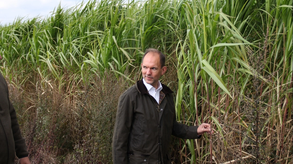 Elefantgræs bliver ofte udpeget som en gavnlig afgrøde i forhold til klima- og miljø, også i den politiske debat. Her er det trepartsminister Jeppe Bruus (S), der er på besøg i en elefantgræsmark.