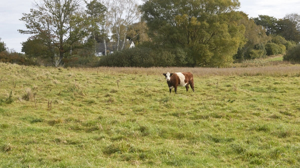Kvæg på græs på naturarealer er et vigtigt redskab i naturplejen. En række landmænd har dog risikeret store tilbagebetalingskrav i plejegræsordningen, efter at en styrelse ændrede sin praksis. Arkivfoto