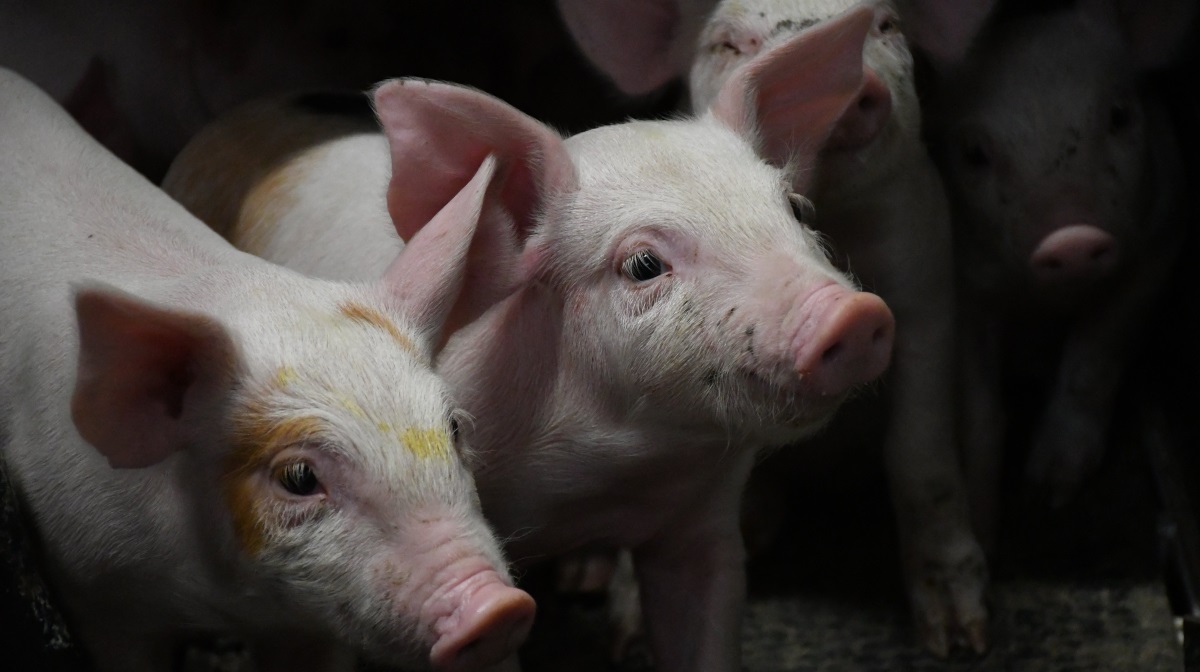 Porcus og HyoVet fusionerer og skaber en ledende, samlet aktør i branchen