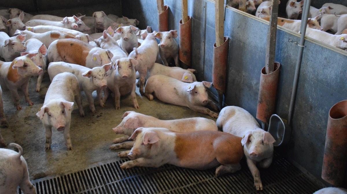 De seneste tiltag i Danish Produktstandard betyder blandt andet, at fund af en gris, som burde være behandlet eller aflivet, vil medføre spotaudit og tre rådgivningsbesøg indenfor seks måneder. Arkivfoto: Camilla Bønløkke