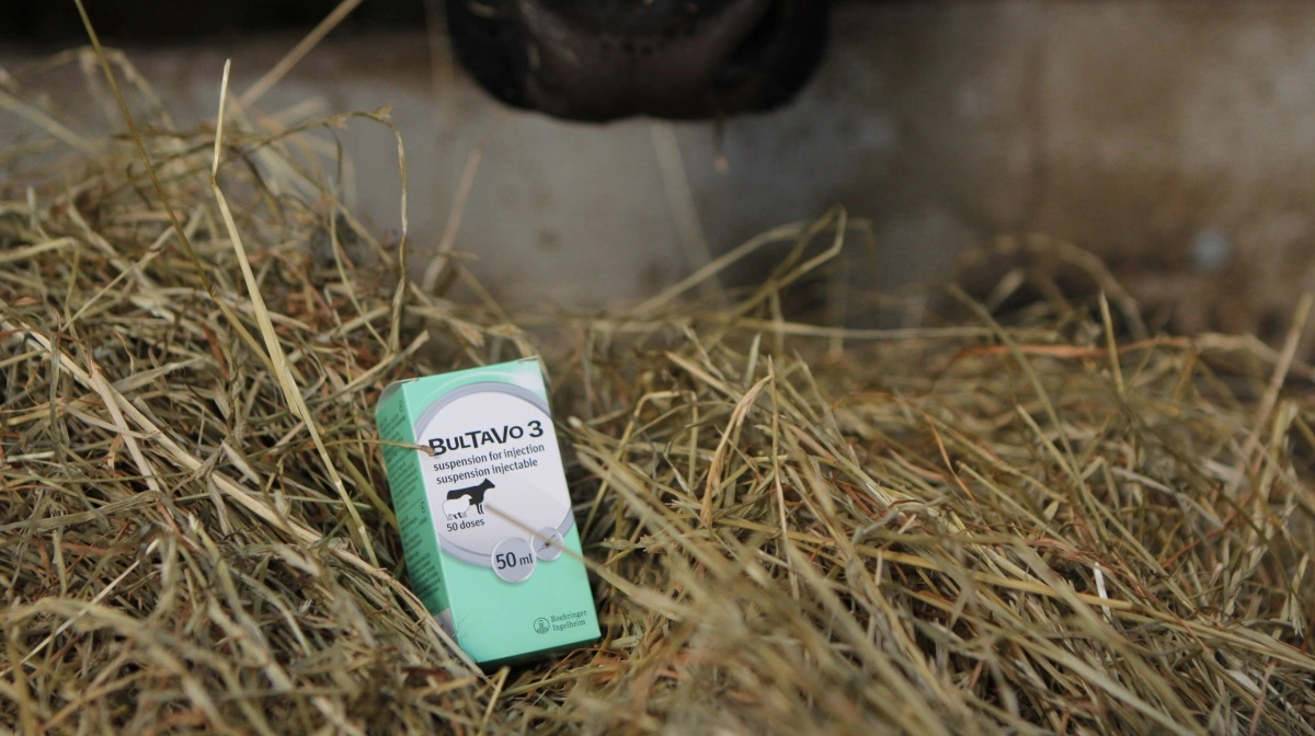 Erik Rattenborg formoder ikke en større smittespredning i år. - Hvis man gerne vil være helgarderet og har nogle værdifulde dyr, kan man vaccinere, lød det. Arkivfoto