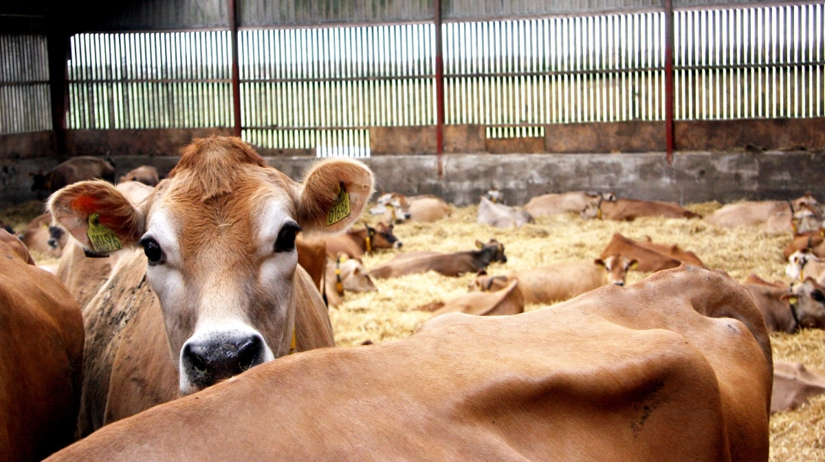 - Med de store besætninger, vi har i Danmark, kan det begynde at blive et problem at bevare vores fri status, fortalte Erik Rattenborg, specialkonsulent ved Seges Innovation. Arkivfoto Tenna Bang