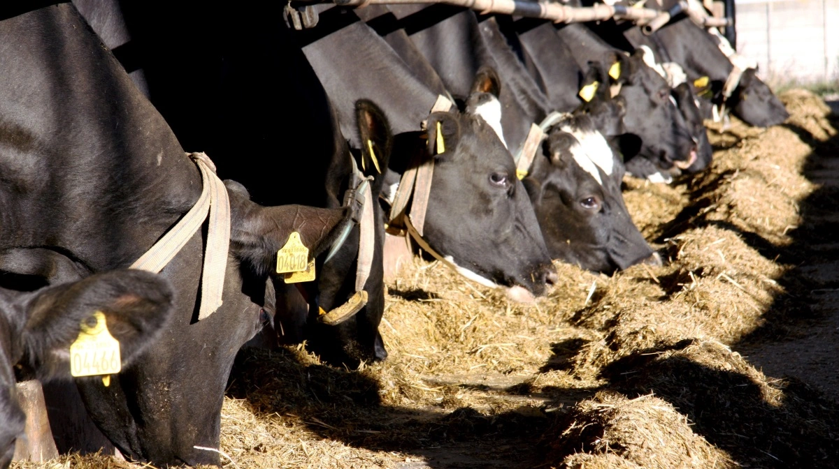 Symptomerne kan ligne mund- og klovesyge, fortalte Erik Rattenborg. Arkivfoto: Tenna Bang