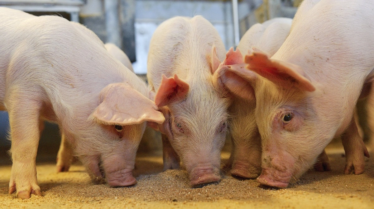 Ifølge Vestjyllands Andel er balancen mellem energi og aminosyrer helt central for, om grisene udnytter deres fulde vækstpotentiale. Foto: Vestjyllands Andel