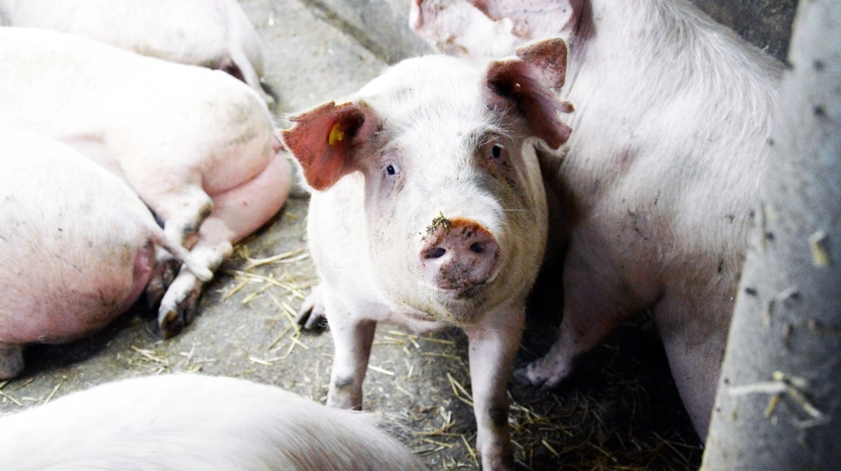 Udviklingen af influenzavirus er overvåget i hollandske svinebesætninger i 2024 og 2025 i et hollandsk forskningsprojekt. Arkivfoto: Camilla Bønløkke