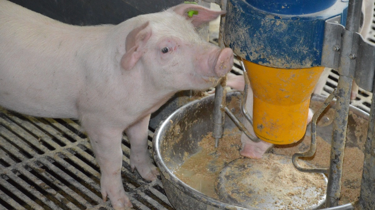 Flere fodertilsætninger og syreprodukter kan kræve HACCP-registrering.