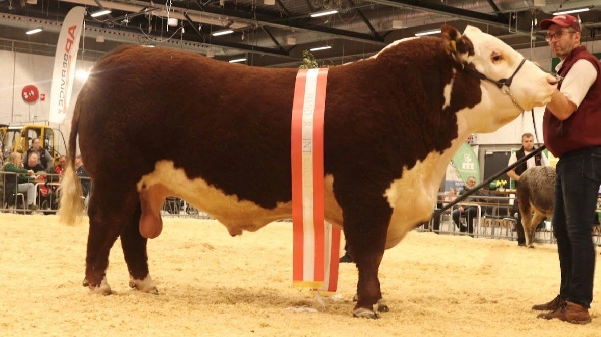 Bedste handyr og bedste kødkvægsdyr: Hereford-tyr fra Moeskær Polled Hereford, Randers.
