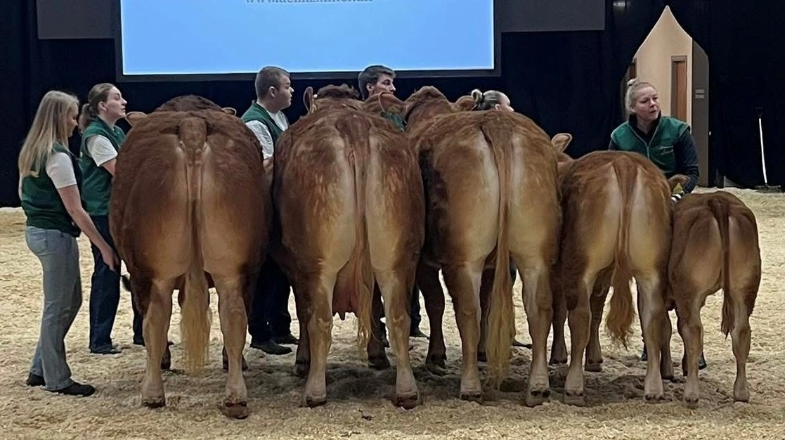 Bedste besætningsgruppe: Limousinegruppe fra Per Lynge Laursen, Arden. Fotos: Kødkvægsskue Nord
