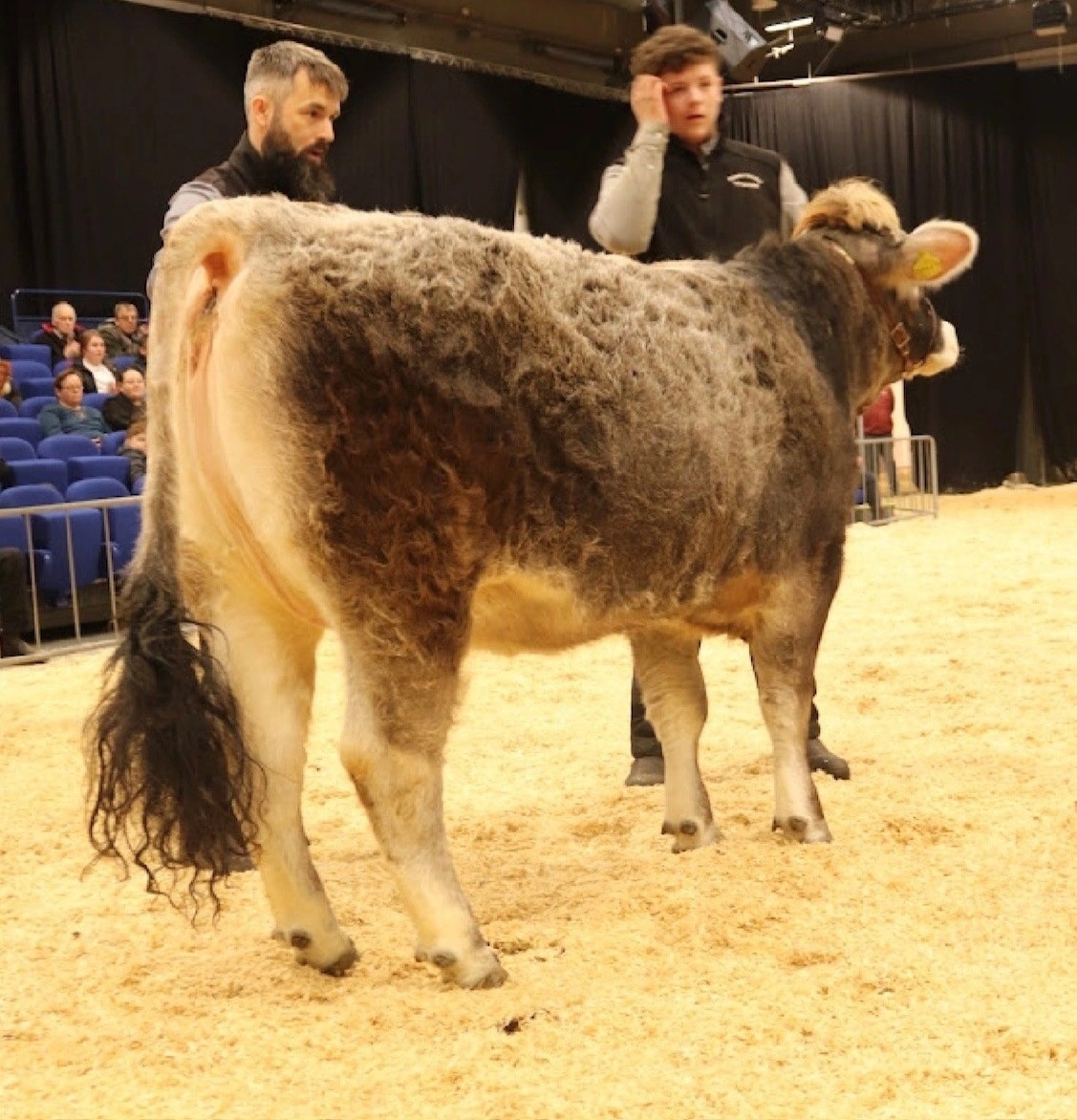 Bedste hundyr: Grauvieh-kvie Fra Emil og Seier Bjerregaard, Aars

