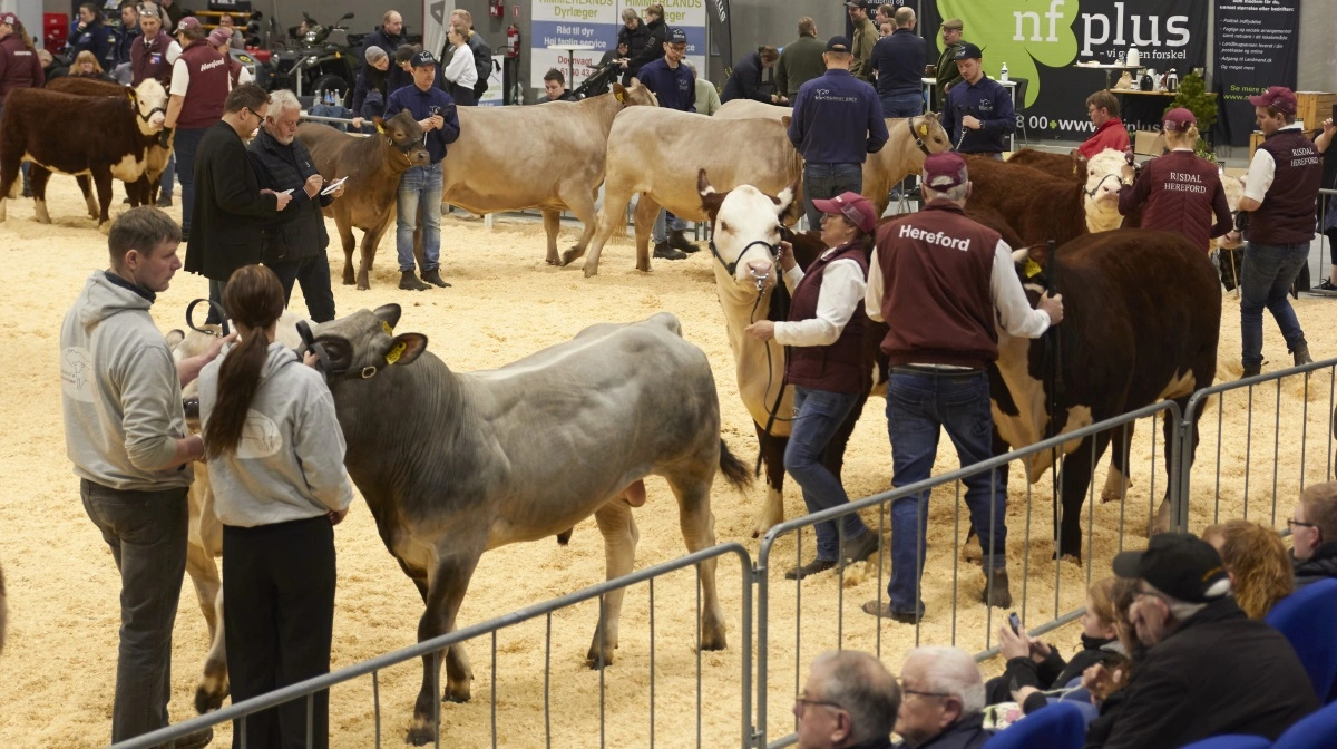 Arkivfoto: Tenna Bang