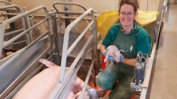 - Der bliver lagt langt færre ihjel, fordi kuldene er robuste, og soen har gode moderegenskaber, fortæller farestaldsansvarlig Femmy Bühler om sine grise efter bedriften skiftede genetik. Privatfoto