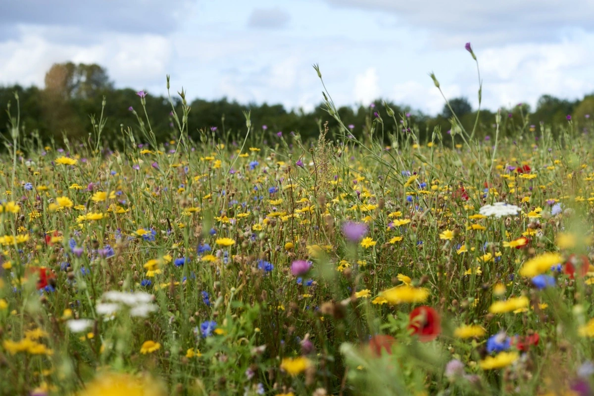 Mange bestøverblandinger indeholder eksotiske arter, og det er ikke tilladt på PE-arealerne. Derfor har Agrovi og KP-Økofrø udviklet en blanding specifikt til at understøtte biodiversiteten på PE-områder med lav naturværdi. 