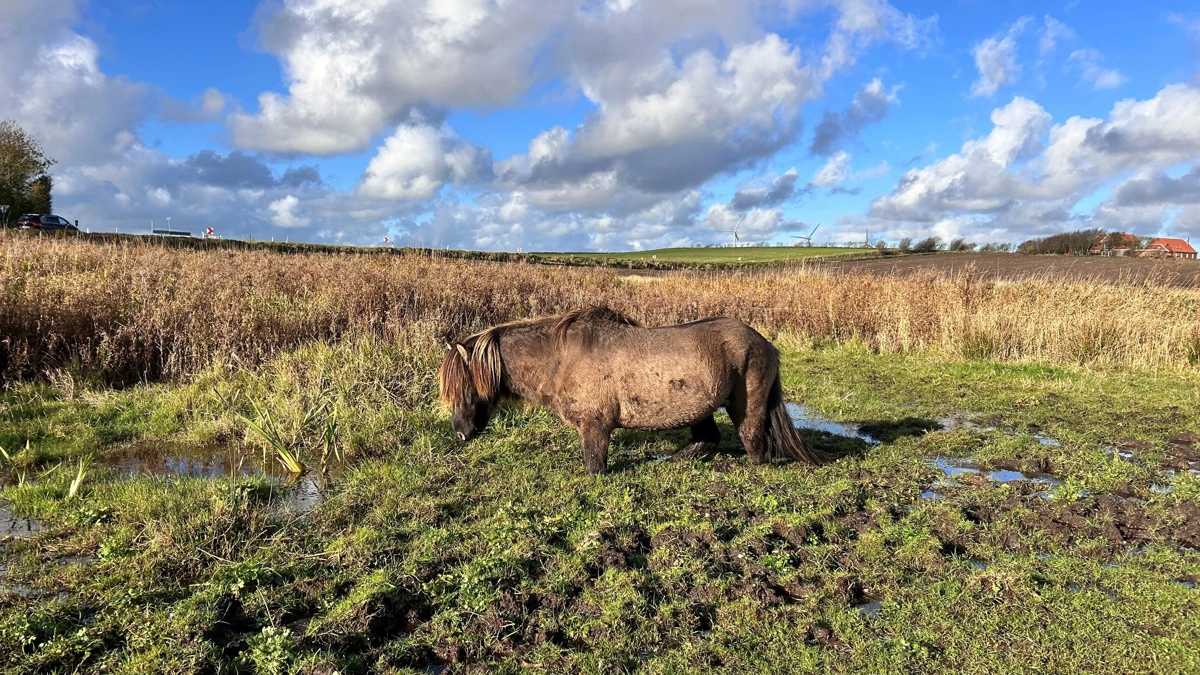 Det er blandt andet lavbundsarealerne her ved Lomborg i Nordvestjylland, hvor der skal etableres vådområde som led i en jordfordelingsaftale mellem seks lodsejere og Styrelsen for Grøn Arealomlægning og Vandmiljø. Foto: Fjordland