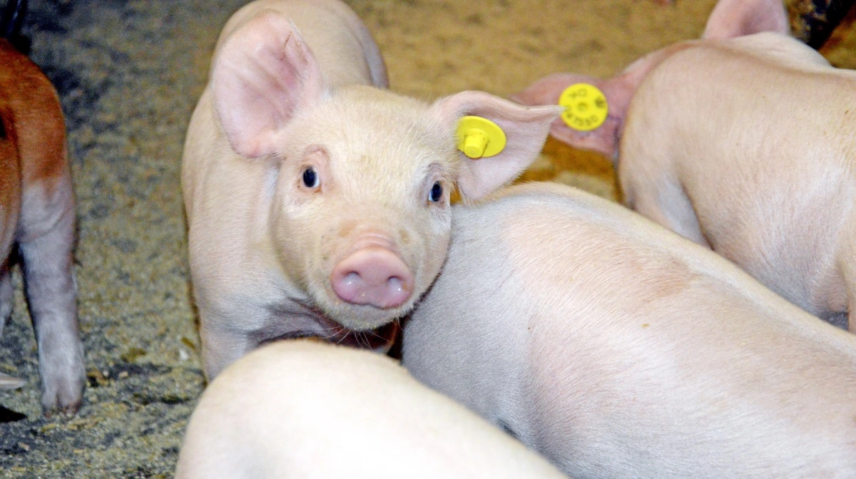 - Med Lalfilm Pro kan man »lukke« revner og sprækker i stalden med de gavnlige bakterier, så de uønskede bakterier ikke kan vedhæfte på vægge, gulve, loft og inventar, oplyser Lallemand Nordic. Arkivfoto: Camilla Bønløkke