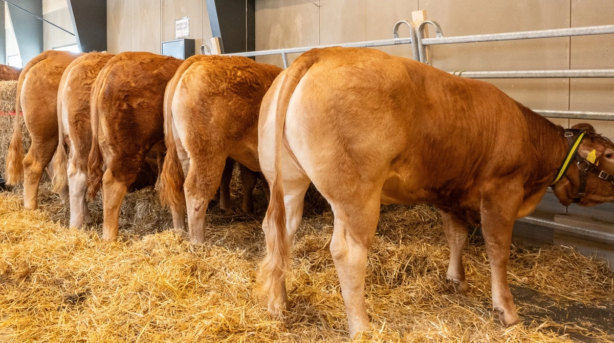 Den 21. marts inviterer Dansk Limousine Forening til auktion på Bygholm Landbrugsskole. Pressefoto