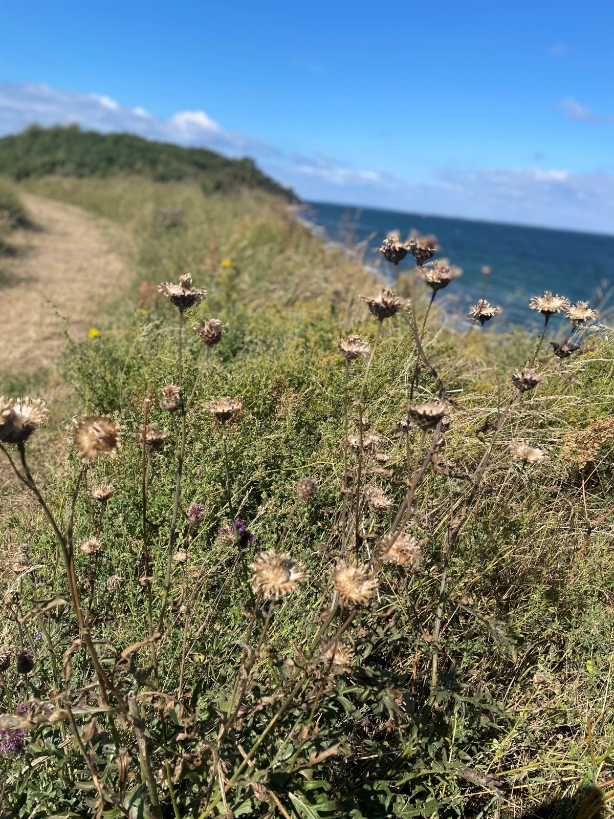 - Røsnæs er et unikt naturområde præget af blomsterrige enge og overdrev samt høje kystskrænter, fremhæves det af den jury, som for få år siden gjorde Røsnæs til en del af Danmarks Naturkanon. 
