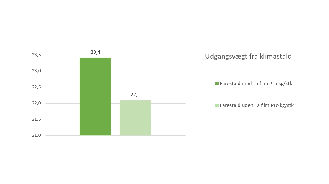 Figur 1. Gennemsnitlig udgangsvægt fra klimastalden. Kilde: Lallemand Nordic