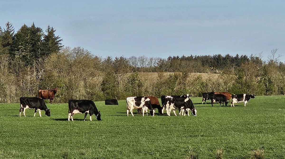 Selvom de fleste køer kommer sig efter at være blevet smittet med fugleinfluenza, kan det smitte til mennesker og have dødelig udgang. Derfor er Danmark særdeles opmærksom på fugleinfluenza. Arkivfoto