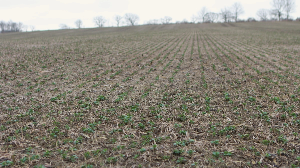 Vinterhestebønner etablerer et stærkere rodnet og bliver på den måde mere robust overfor tørke i foråret og forsommeren, som ofte kan være meget udbyttebegrænsende i forårssåede hestebønner. 