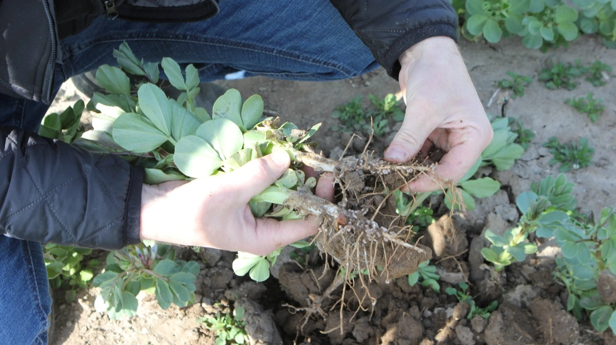 Ved at analysere hundredvis af hestebønner, både vinter- og forårstyper, fandt forskerne et centralt genetisk område, kaldet FR-1 (Frost Resistance 1), som bestemmer planternes evne til at overleve frost.