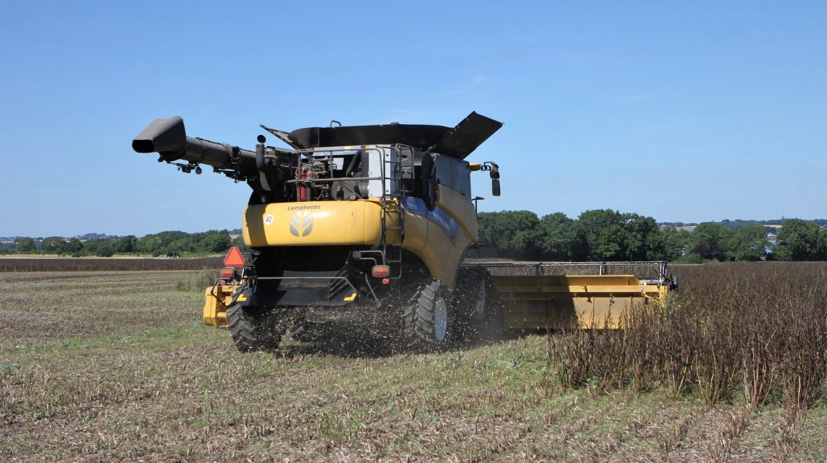 Dyrkningssikkerheden er en væsentlig udfordring i dyrkningen af hestebønner, og den kan forbedres ved efterårsetablering frem for forårsetablering. Derfor kan den nye viden være med til at øge hestebønnearealet i blandt andet Danmark. Fotos: Kasper Stougård 