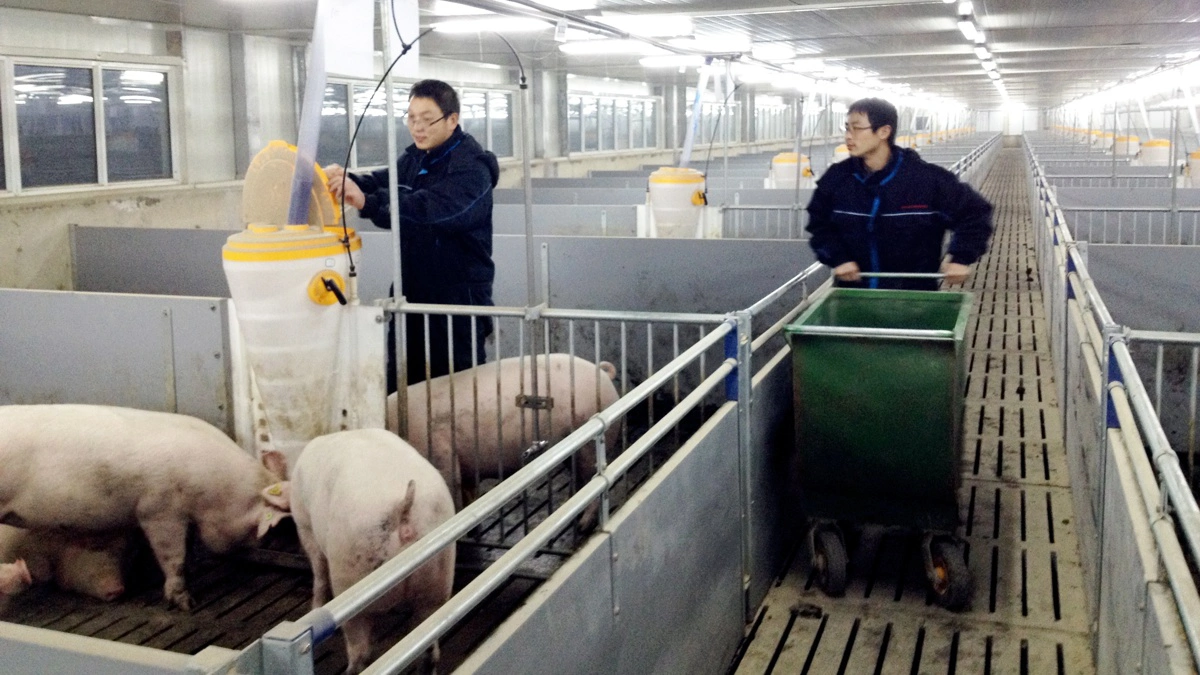 Kineske myndigheder opfordrer svineproducenterne til at reducere den nuværende overproduktion. Arkivfoto