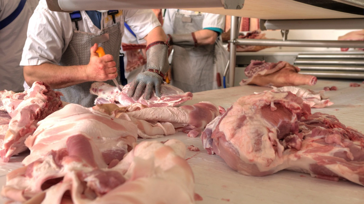 Den seneste tælling viser en relativ stabil avlsbestand i EU. Foto: Colourbox