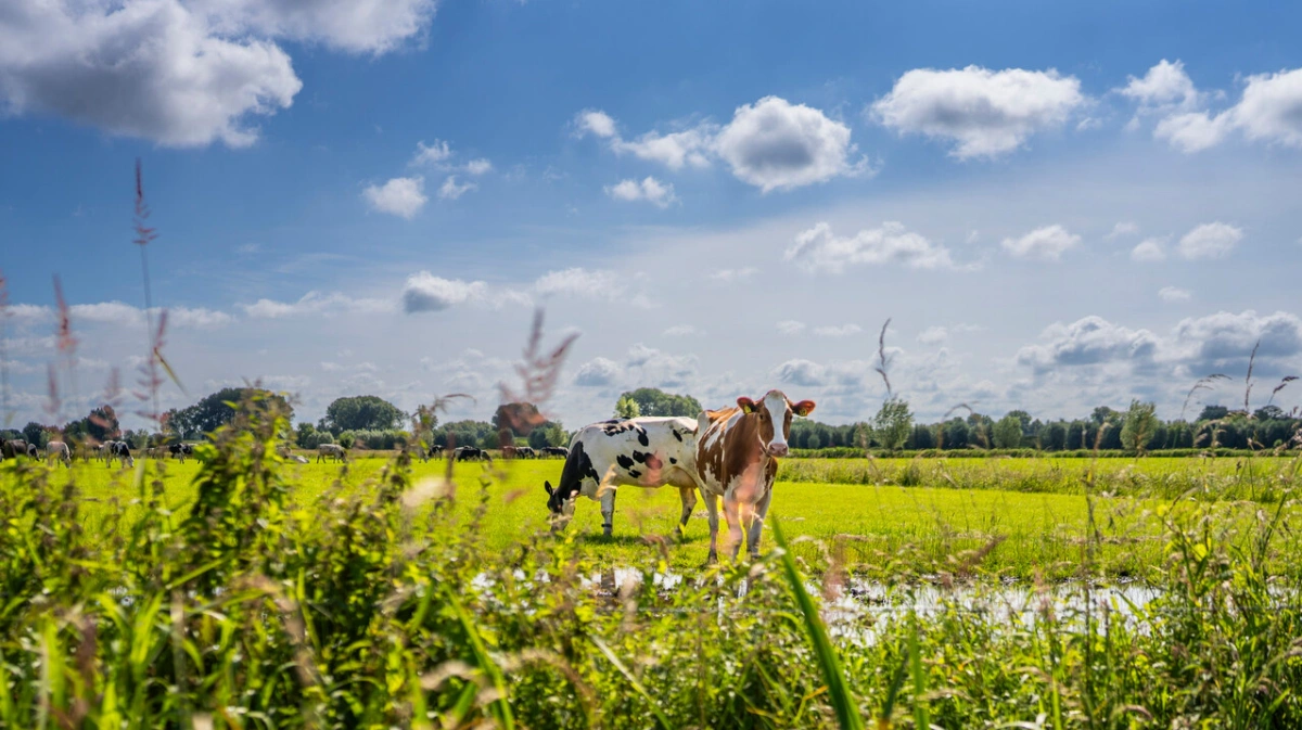 FrieslandCampina øger efterbetalingen til andelshaverne til 1,31 euro pr. 100 kg mælk efter et 2025 med vækst trods pres på priserne. Fotos: FrieslandCampina