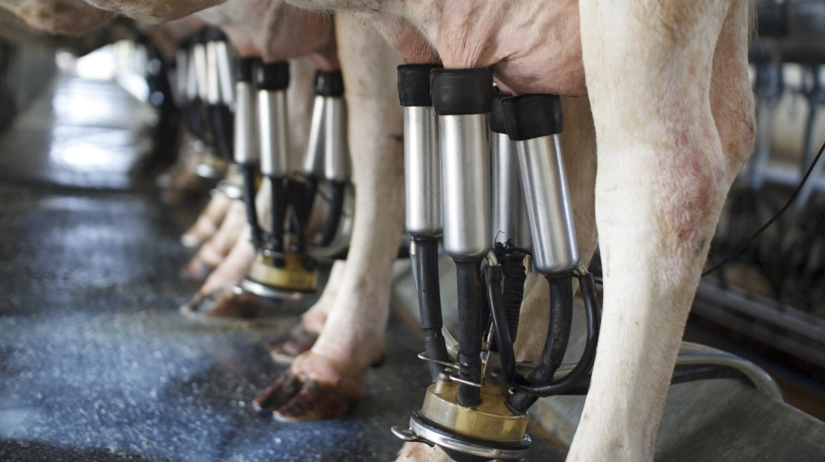 Mælkeproducent med 300 køer er kommet på en umulig opgave med at skulle spørge 190 naboer om lov, inden han må bringe gylle ud. Foto: Colourbox