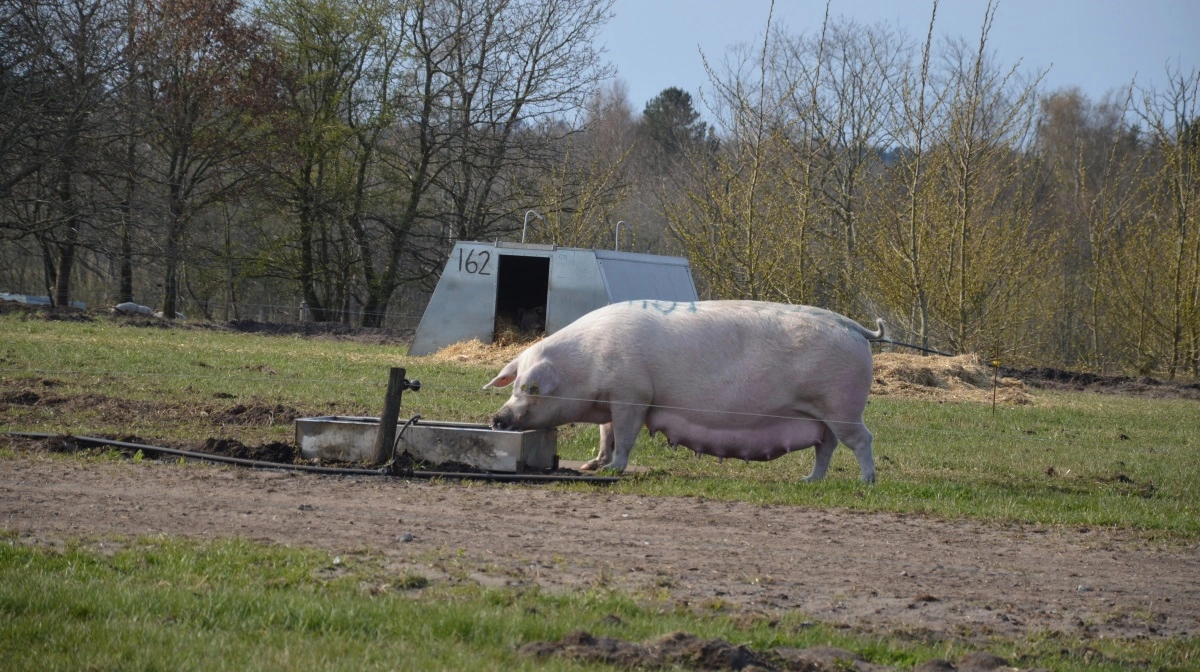Normtallet for foderforbruget pr. årsso har hidtil ligget på 1.843 foderenheder, hvor det nye tal lander på 2.203 foderenheder pr. årsso. Arkivfoto: Camilla Bønløkke