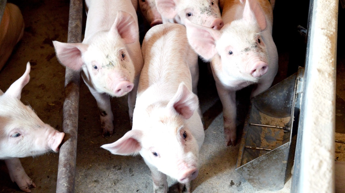 Ceva har fokus på smittebeskyttelse i hele marts måned. Arkivfoto: Camilla Bønløkke