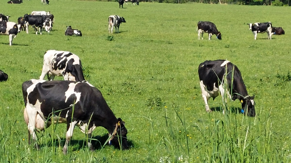 15. april skal de økologiske køer igen på græs. Arrondering og klargøring af drivveje er derfor vigtige fokuspunkter i den kommende tid. Arkivfoto