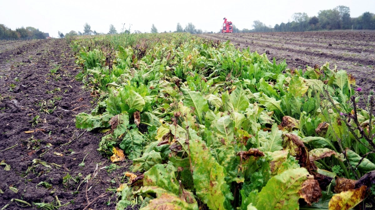 Økologiske roer kan være et tiltag i højtydende besætninger. Arkivfoto