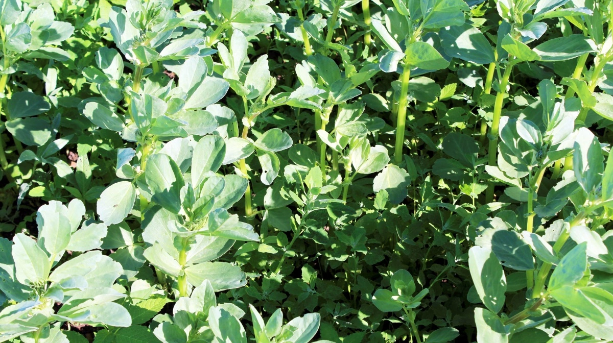 Blandt andet hestebønner er under pres i Den Grønne Trepart. Arkivfoto