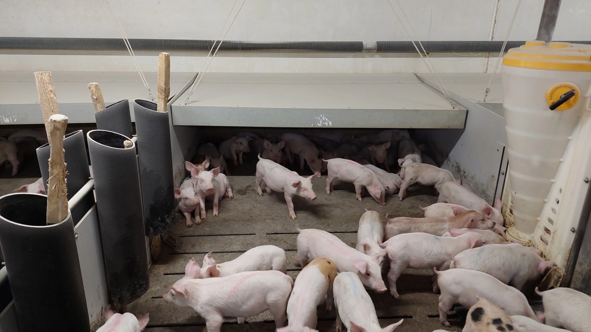 Der skal være meget mere plads pr. gris i svinestalden i fremtiden, hvis det står til Enhedslisten. Samtidig skal halekupering totalt forbydes, mener partiet. Arkivfoto