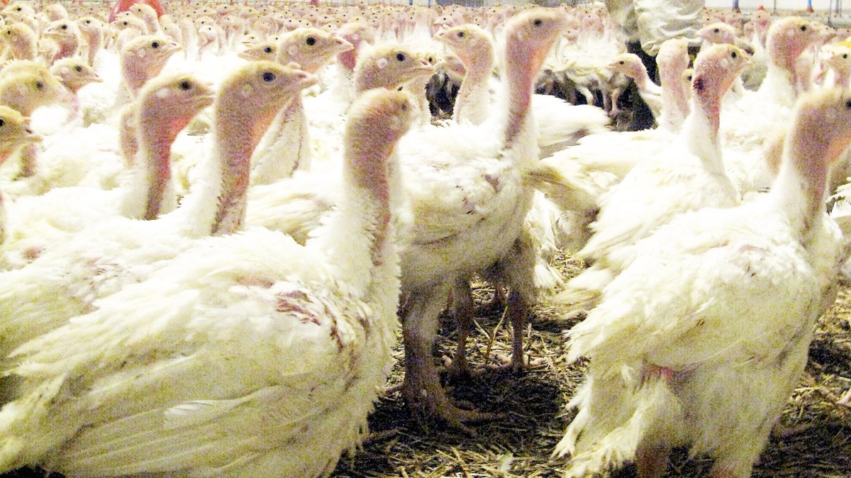 Udbruddene skete blandt andet i en besætning med 39.000 kalkuner i Sønderupsønder i Slagelse Kommune. Fotoet stammer fra en anden besætning. Arkivfoto: Anne Wolfenberg