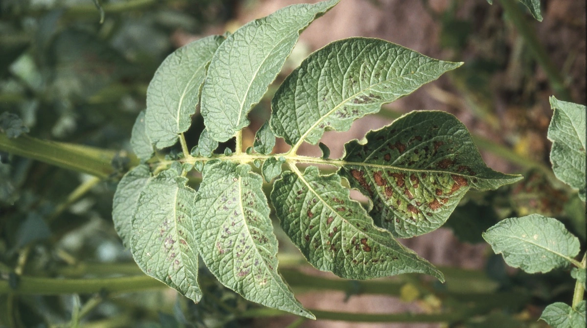 De helt store udfordringer rammer i første omgang kartoffelavlerne i bekæmpelsen af kartoffelskimmel. Arkivfoto