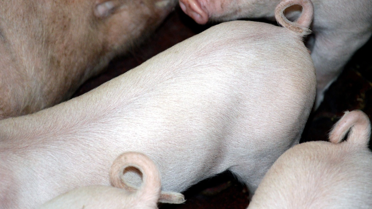 Halekupering skal være et overstået artikel, mener Moderaterne, der også vil have svineproducenterne til at halvere brugen af antibiotika i produktionen, selv om Danmark ligger lavt, hvad det angår, viser tal fra EU. Arkivfoto