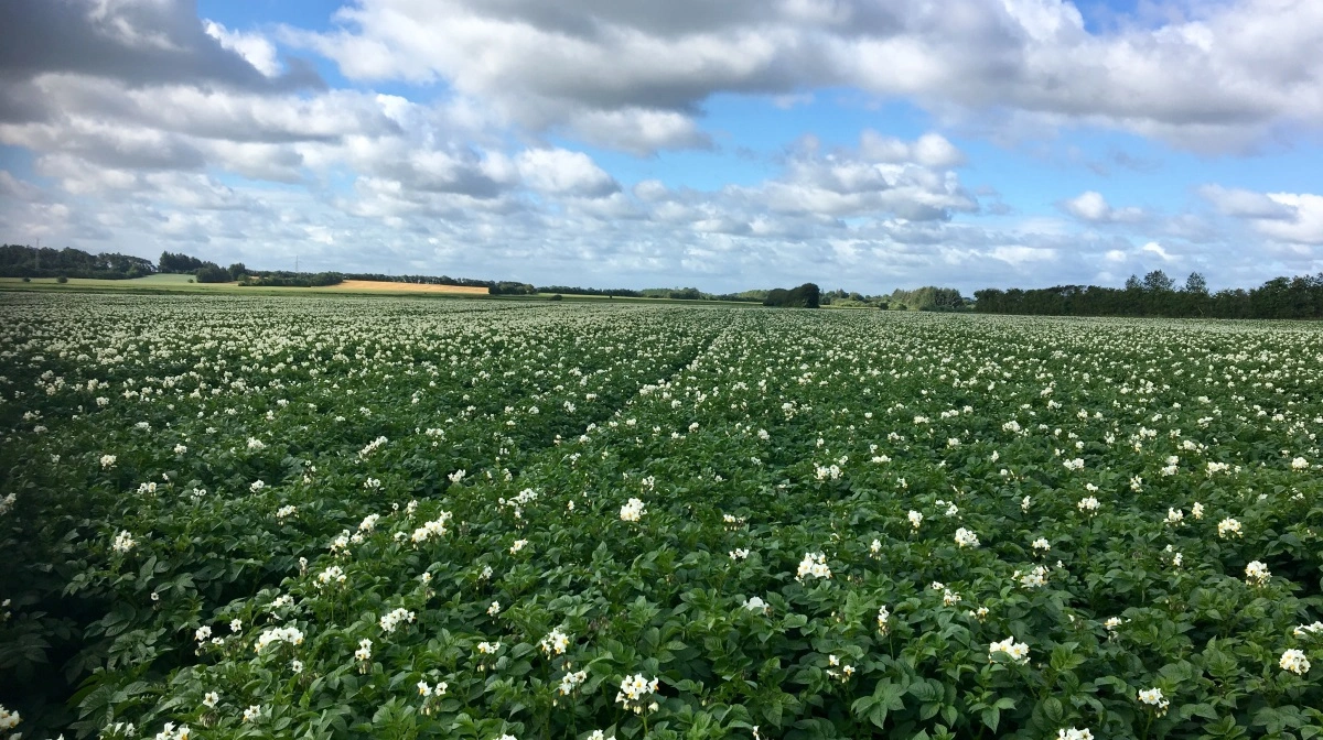 Skimmelbekæmpelse i kartofler er blandt de sværeste discipliner i planteavlen, og den er kun blevet sværere med forbud mod væsentlige midler. Men forsøg viser, at sprøjteteknik kan løfte effekten. Arkivfoto