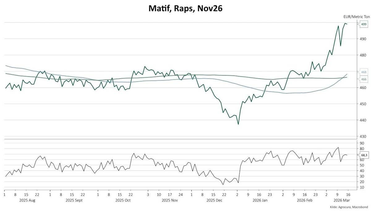 Rapsmarkedet på Matif-børsen har de seneste uger bevæget sig markant højere. November-kontrakten for 2026 er steget fra omkring 440 euro pr. ton til lige under 500 euro.