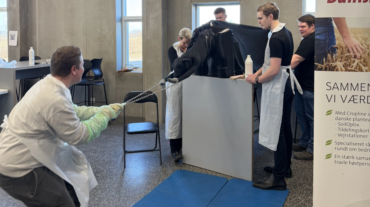 Eleverne på Bygholm Landbrugsskole kan blandt andet træne færdigheder som kælvning. Fotos: Bygholm Landbrugsskole