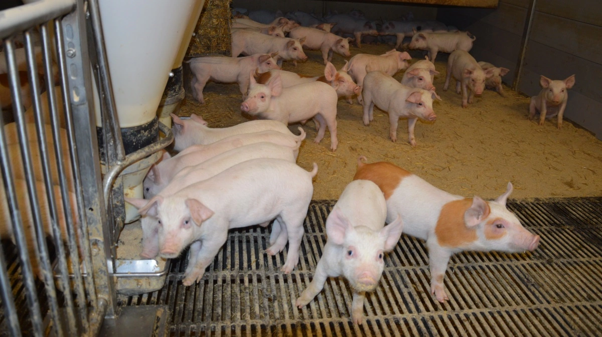 Mykotoksiner er ikke synlige med det blotte øje, men skaden på dyrene kan være stor, forklarer Per Laustsen fra Alltech. Arkivfoto: Camilla Bønløkke