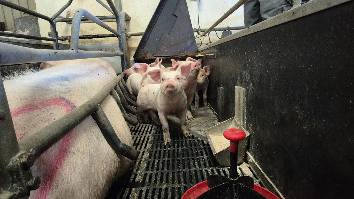 Niels Hauge Mikkelsen mener, at Landbrug & Fødevarer står fuldstændigt klædt af og har svært ved at komme igen i grisedebatten ovenpå grisedokumentarfilmen (»Hvem passer på grisene« på TV2 red.). Arkivfoto