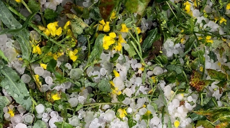 Haglskader kan koste dyrt, og derfor er det vigtigt at have forsikringen i orden. Men huske, at den skal passe til det, der rent faktisk dyrkes på markerne. Det er muligt at opdatere policen frem til 1. april. Arkivfoto