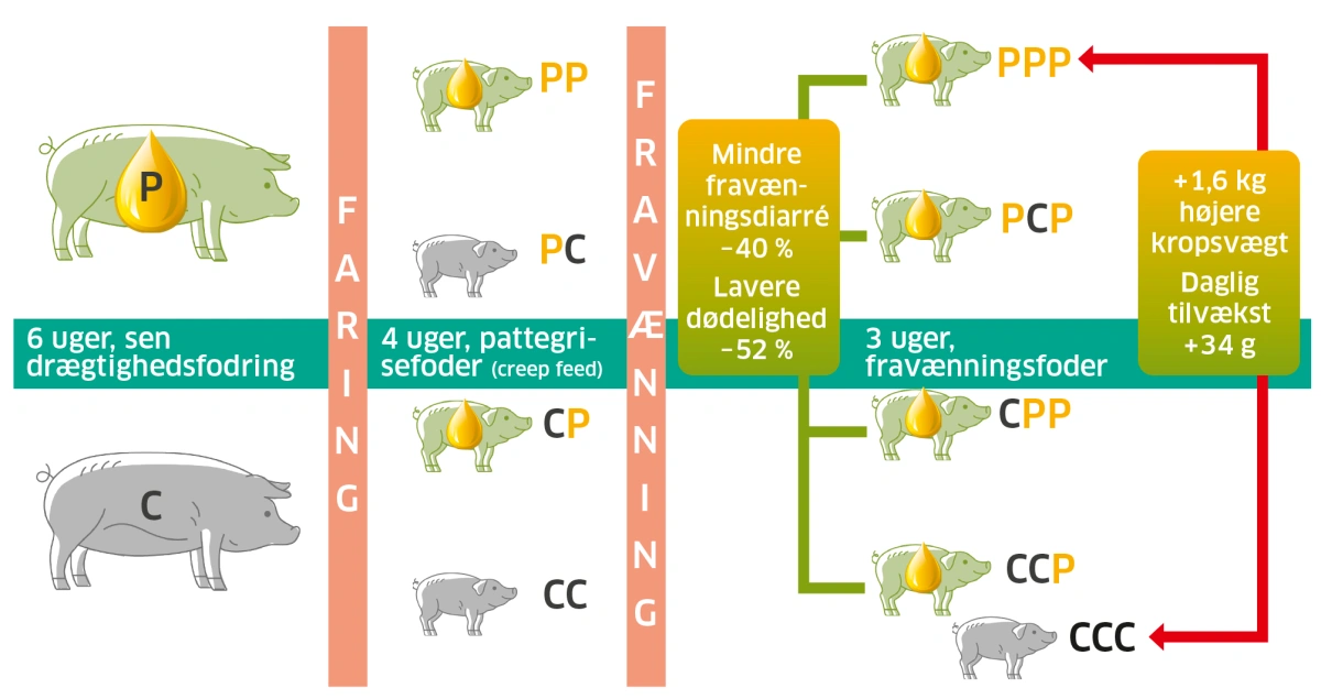 Figur 2. Overblik over hovedresultater fra forsøget hos pattegrise