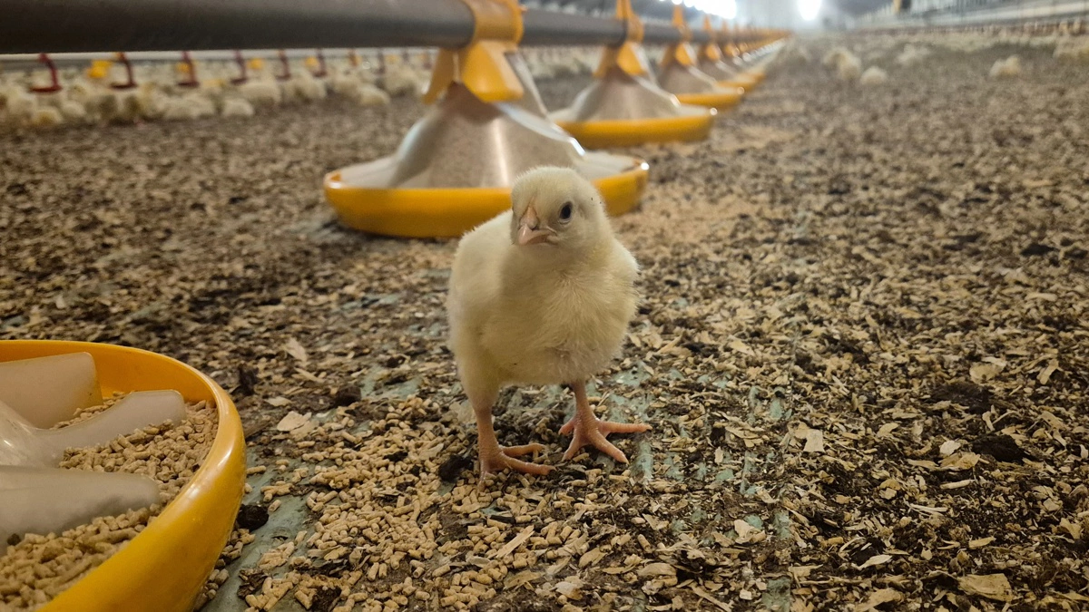 Arkivfoto: Tenna Bang